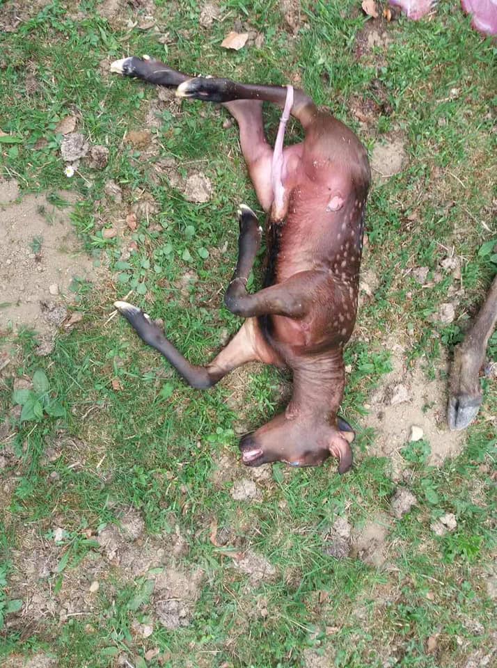 Жорстоке вбивство вагітної самки оленя на Закарпатті (ФОТО 18+)