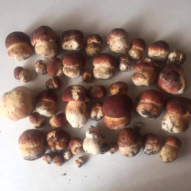 Травневі білі гриби Карпат: у соцмережі діляться світлинами (фото)