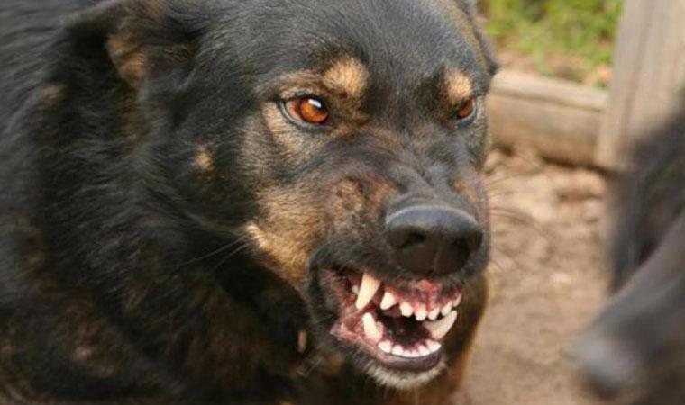 Небезпечно: у Мукачеві зафіксували сказ у собаки