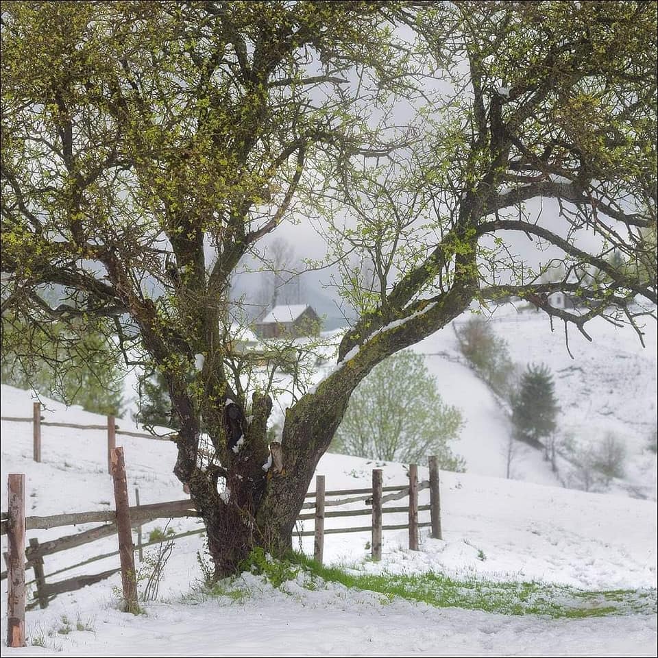 Білий сніг на зеленому листі: травень в Ясінях видався зимовим (ФОТО)