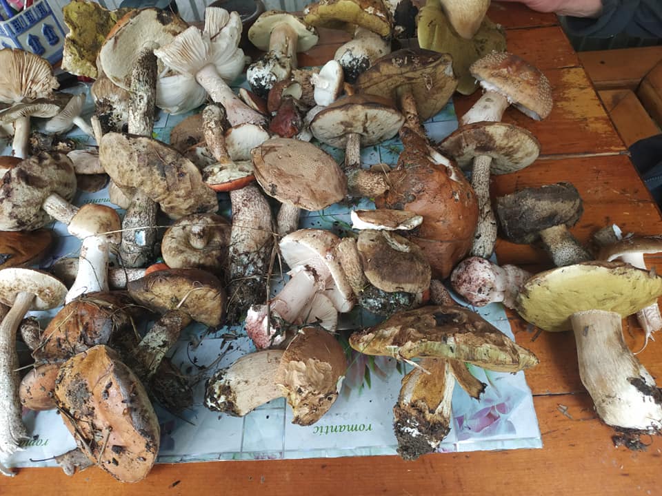 Ужгородщина – дивує "урожаєм" грибів навіть досвідчених грибників (ФОТО)