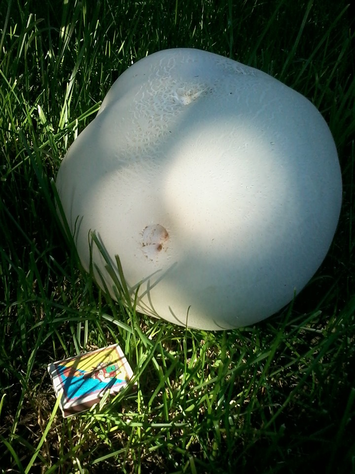 В саду ужгородця виріс величезний гриб (ФОТО)