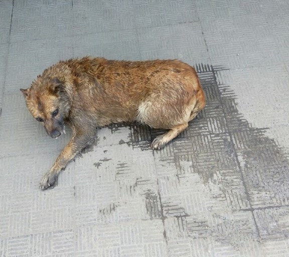 Ужгородці рятували собаку, яку отруїли місцеві (фото)