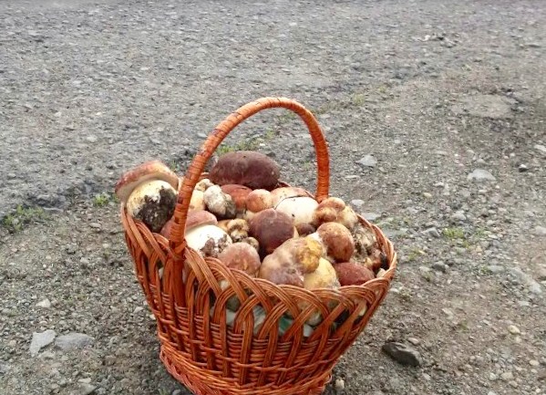 По 350 гривень – за корзину: на Закарпатті вже торгують грибами (ФОТО)