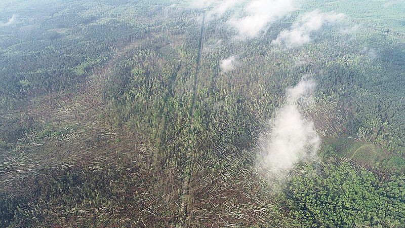 Понад 100 гектарів лісу "знесло" за лічені хвилини: небачений смерч вирував на Україні (ФОТО, ВІДЕО)