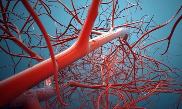 Вчені випадково відкрили нові кровоносні судини