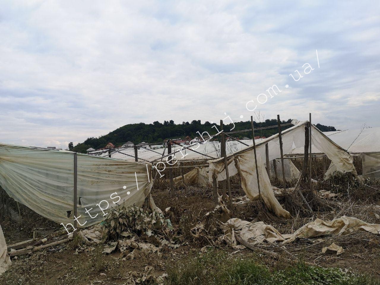 Цьогоріч збирати буде нічого: паводок знищив тонни урожаю на Виноградівщині (ФОТО)