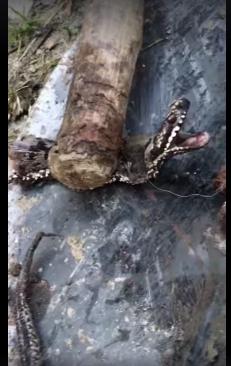 Гадюка звичайна: закарпатці страждають від змій (ВІДЕО)