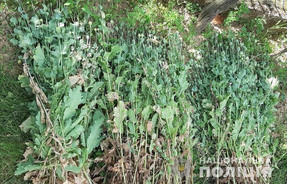 На Мукачівщині правоохоронці "зібрали" майже сім сотень заборонених рослин (ФОТО)