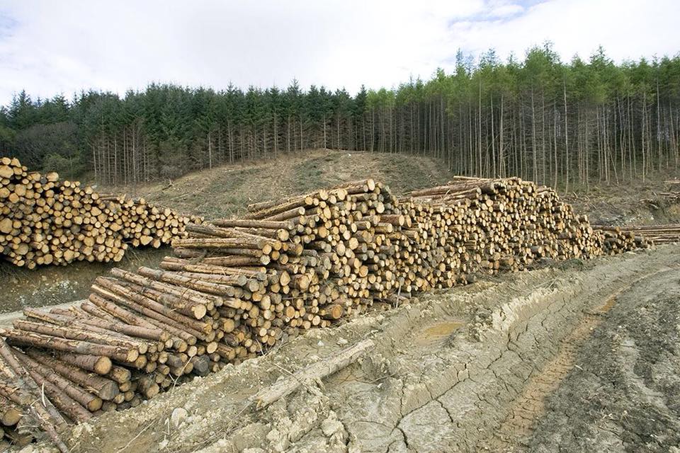 Закарпатців закликають підписати петицію про повну заборону вирубки лісу