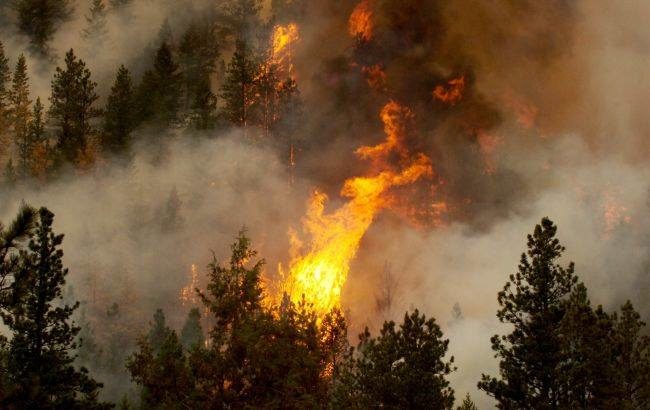 На Закарпатті забороняють відвідувати ліс: надзвичайна пожежна небезпека