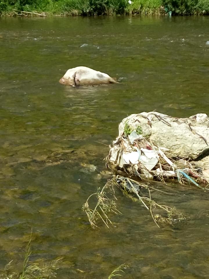 На Міжгірщині посеред річки знайдено труп тварини