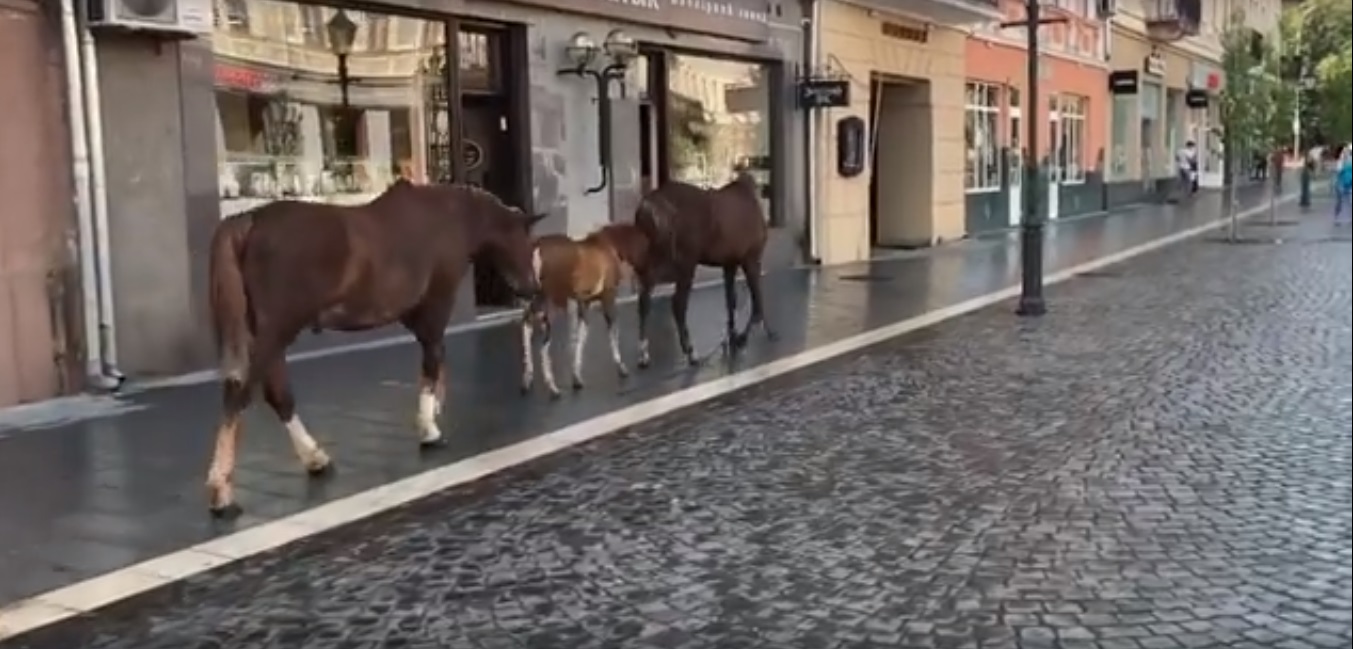 Незвичну компанію помітили на вулиці Ужгорода (ВІДЕО)