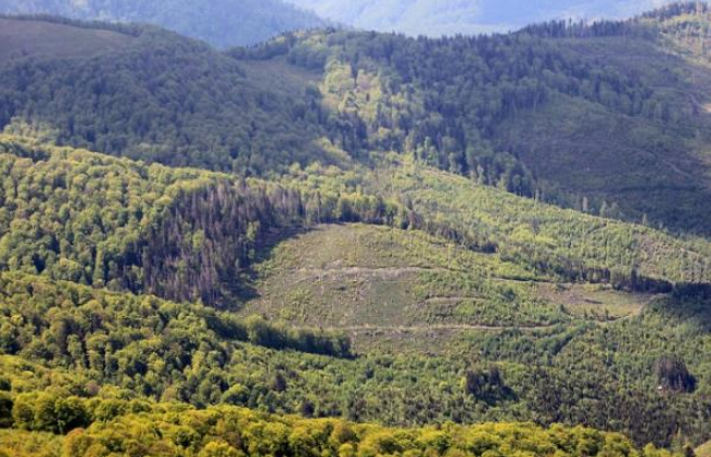 У мережі показали плачевний стан лісів на Закарпатті (ФОТО)