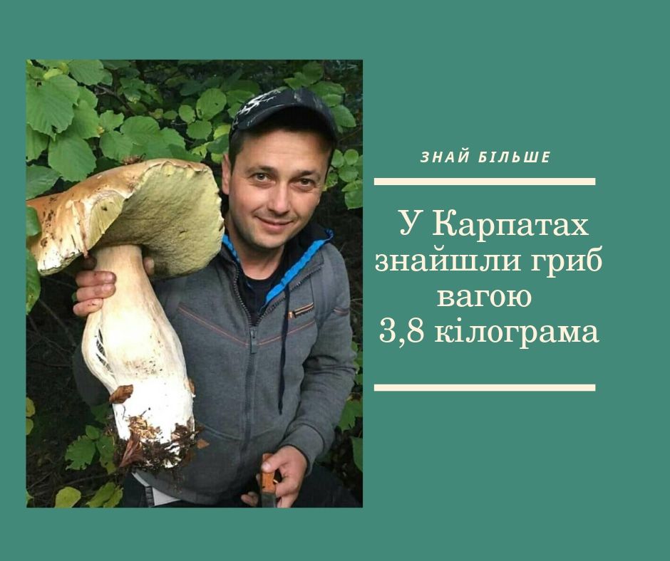 Гігантський гриб знайшли в Карпатах