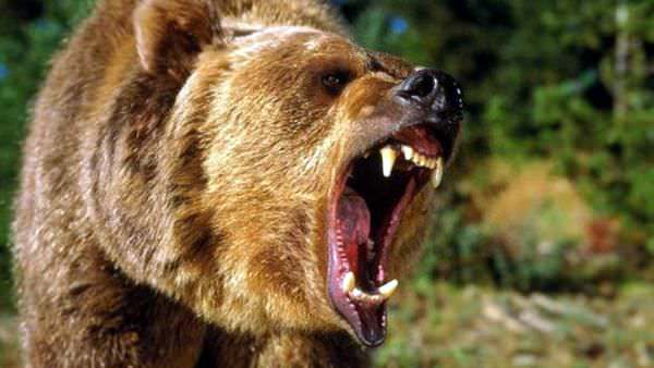 Намагався захиститися: у Туві чоловік відкусив ведмедю язика (ФОТО)