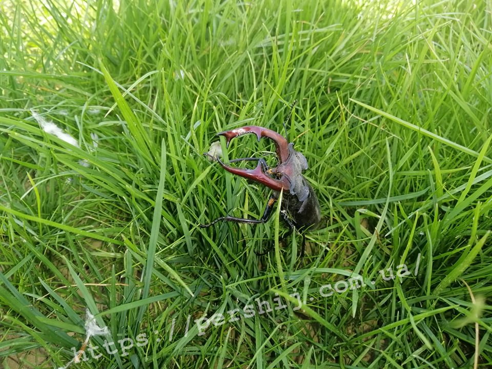 Червонокнижного жука можна зустріти в центрі Мукачева (ФОТО)