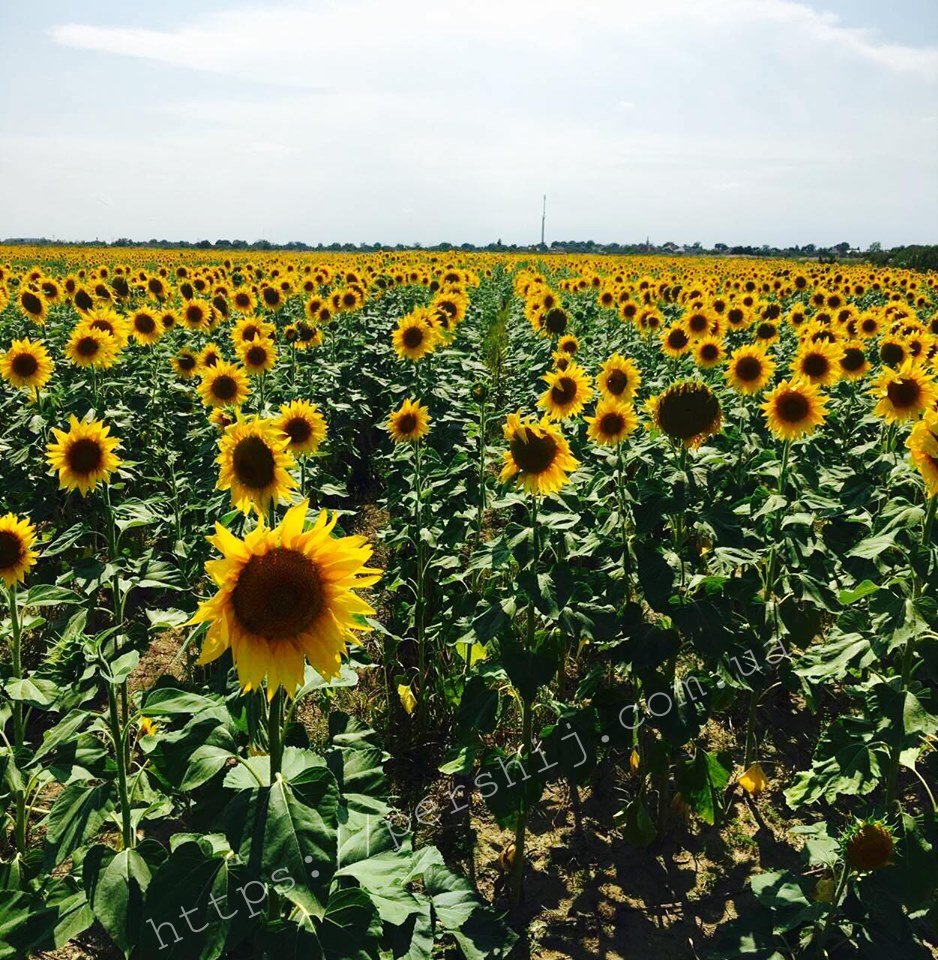Соняшникове поле поблизу Ужгорода збирає фотолюбителів