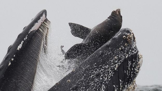 Унікальне фото: кит ковтає морського лева