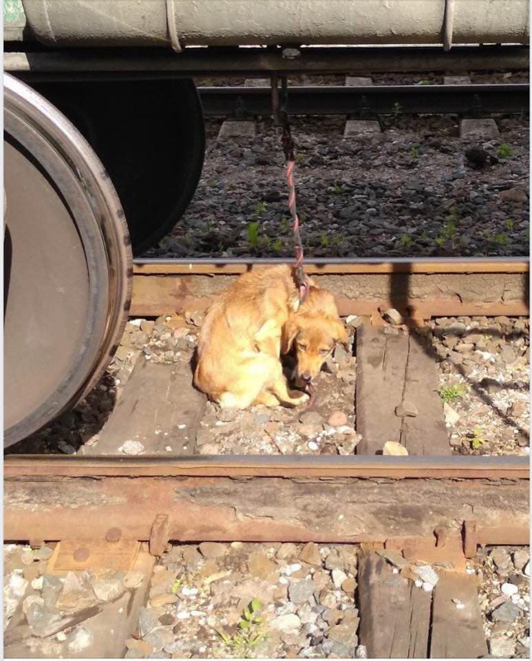 Жахлива жорстокість: невідомі прив'язали собаку до потягу