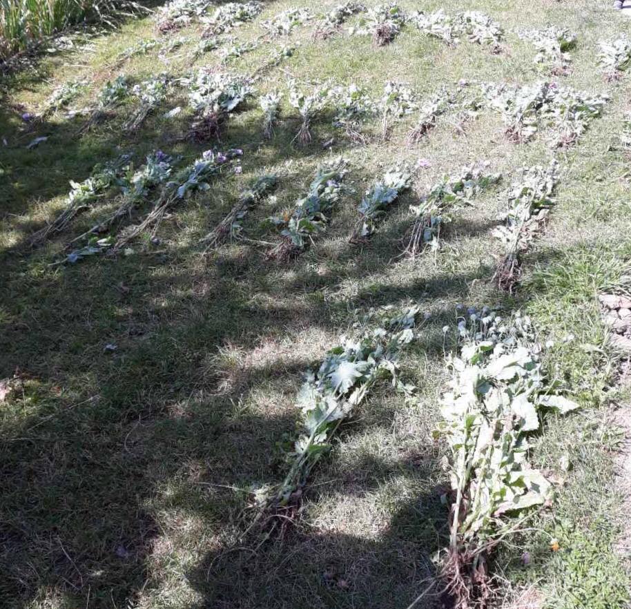 На Великоберезнянщині виявили 400 рослин снотворного маку