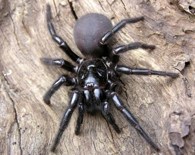 В Україну перебрався отруйний австралійський павук (ФОТО)