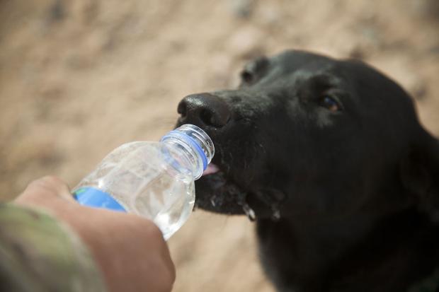 Жахлива спека на Закарпатті: як допомогти безпритульним тваринам