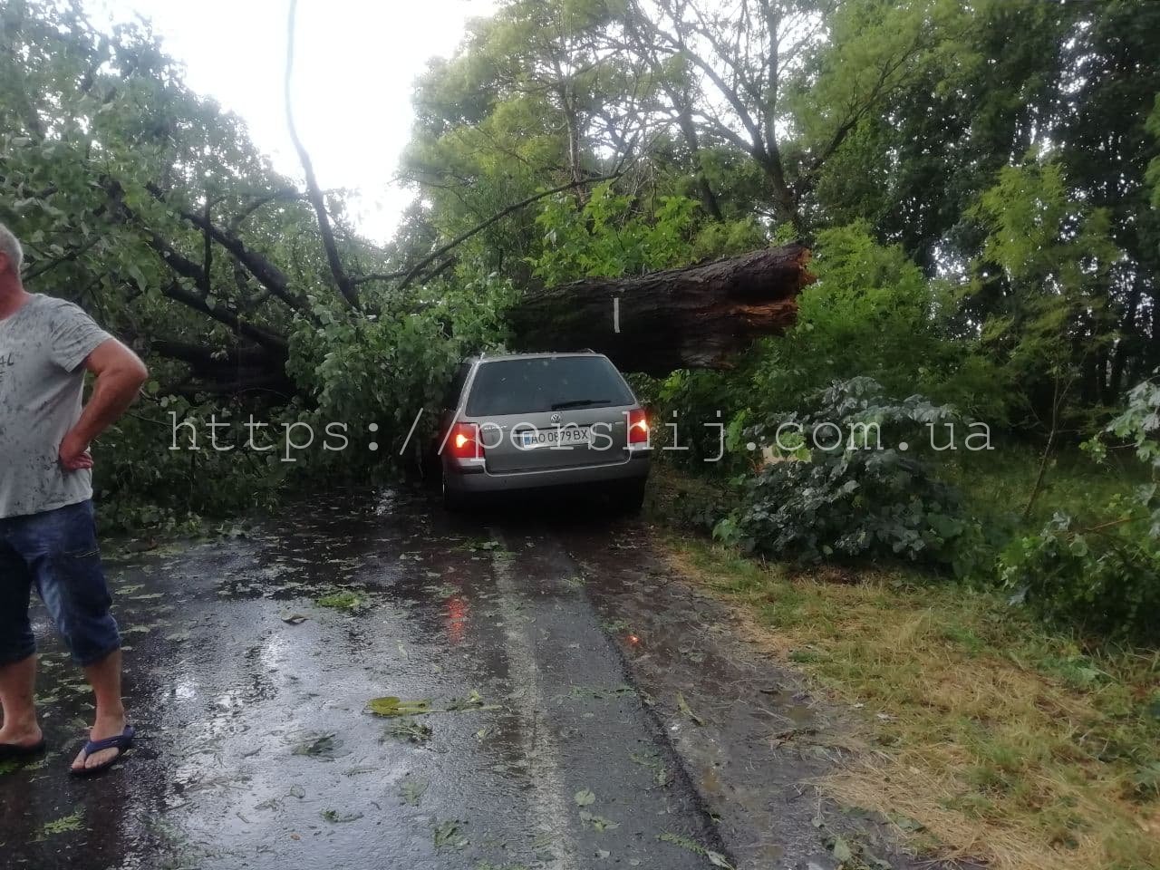Дерево впало на машину: буревій пронісся Берегівщиною (ФОТО)
