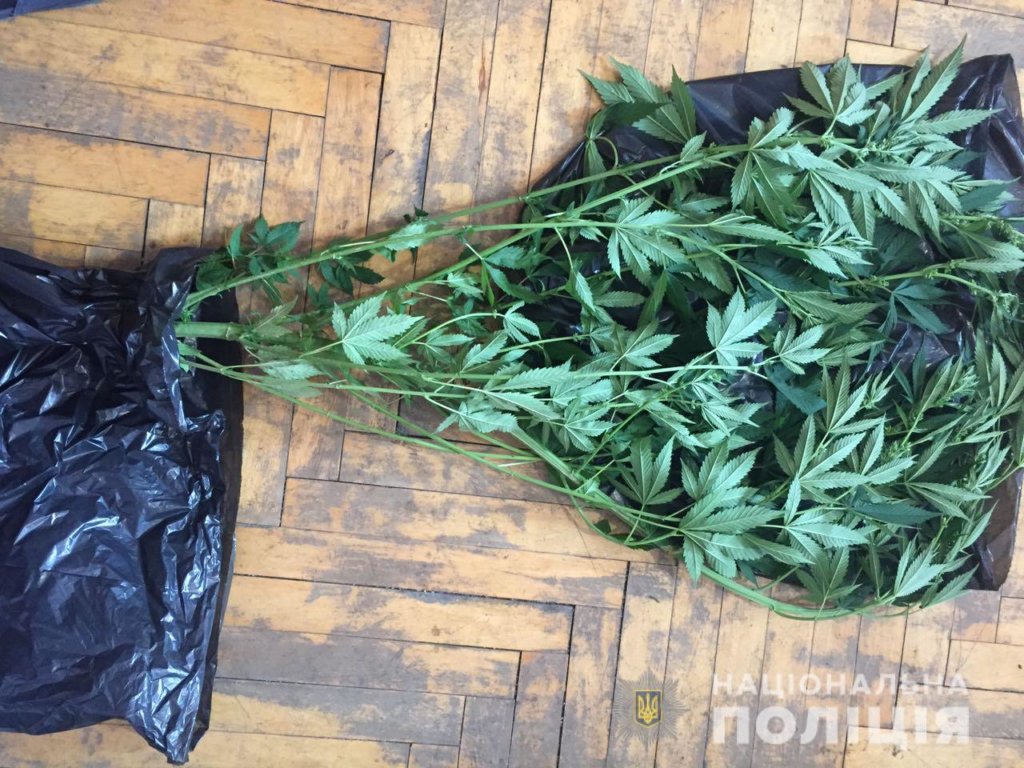 Розпочато слідство: житель Мукачева незаконно вирощував вдома наркотичні рослини (ФОТО)