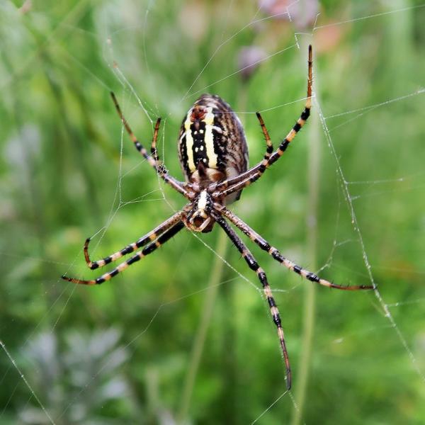 На Закарпатті фотограф натрапив на рідкісного отруйного павука (ФОТО)
