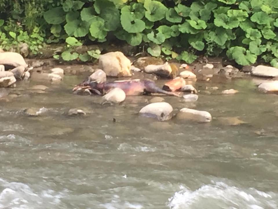 Поранена тварина рятуючись опинилась в річці: на Рахівщині полюють браконьєри (ФОТО)