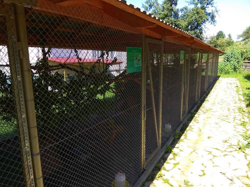 В одному з лісництв Закарпаття вирощують фазанів (ФОТО)