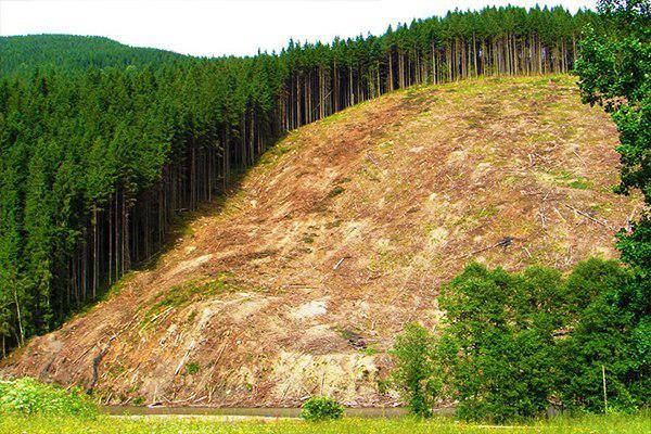 "Дихати сухою землею будемо": закарпатці знову підняли тему вирубки дерев (ФОТО)