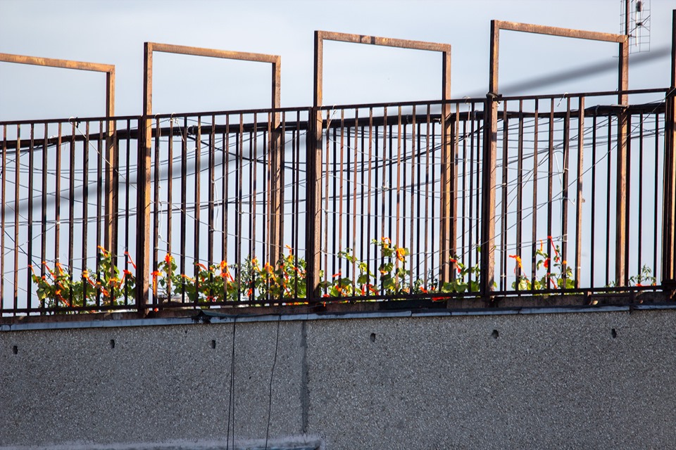 В Ужгороді, на дахах багатоповерхівок висаджують огірки (ФОТО)