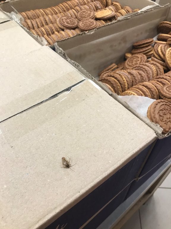 В ужгородському супермаркеті таргани бігають по печиву та хлібобулочних виробах (ВІДЕО)