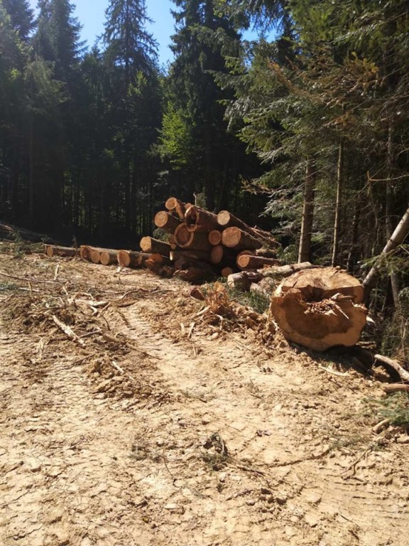 Прощавайте Карпатські ліси? У горах продовжують масову вирубку деревини (ФОТОДОКАЗИ)