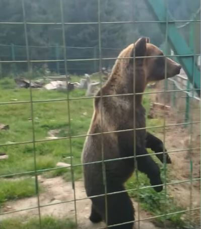В яких умовах проживають ведмеді  у реабілітаційному центрі на Закарпатті (ВІДЕО)