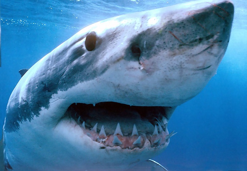 Вчені зняли на відео найдавніший вид акул розміром з підводний човен (ВІДЕО)
