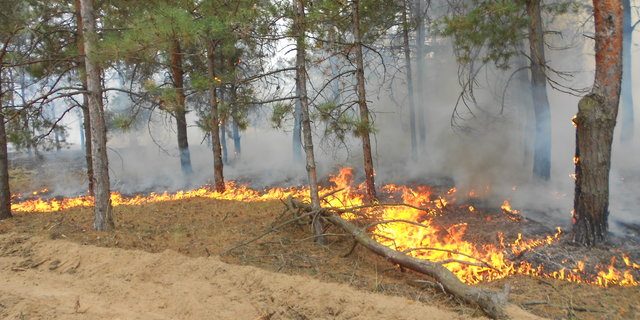 Спека знову дає за себе знати: на Берегівщині пожежа охопила ліс