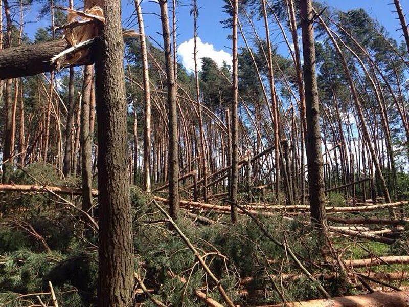 Закарпатські лісівники намагаються “прибрати” поламану вітром деревину з лісу (ВІДЕО)