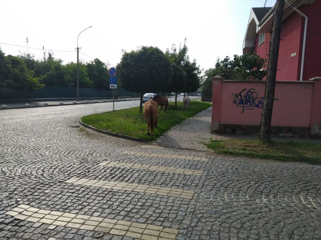Мукачевом вкотре без нагляду розгулюють коні (ФОТО)