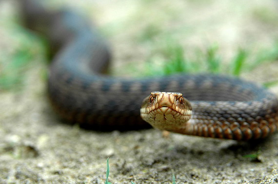 Змії нагнали страху на Прикарпатті: дісталися до житлових будинків