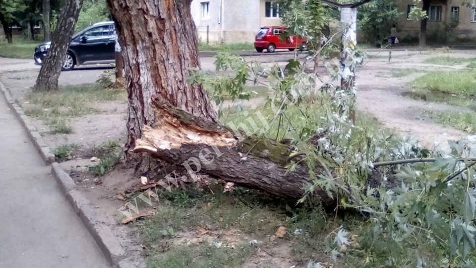 Небезпечні дерева: в густонаселеному районі Ужгорода ледь не сталося біди (ФОТО)