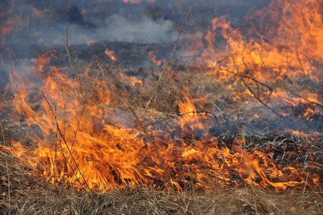 За один день на Закарпатті відбулося 17 пожеж сухої трави, сміття та чагарників