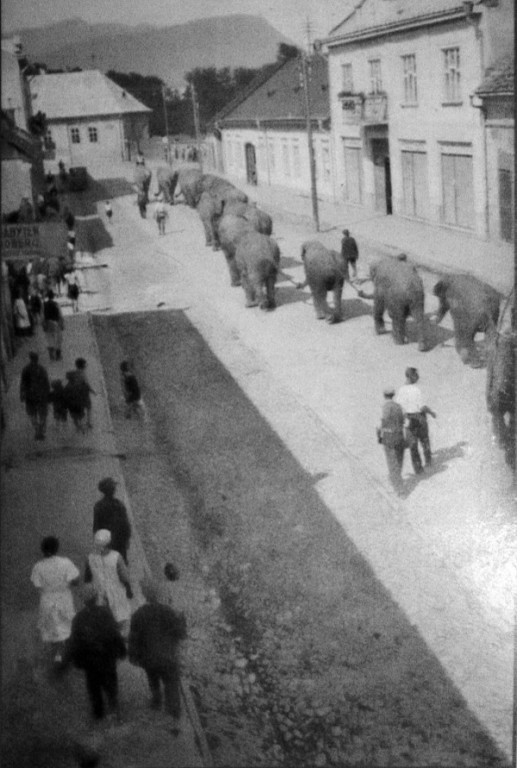 Палітра Закарпаття: Слони на старих фотографіях Хусту