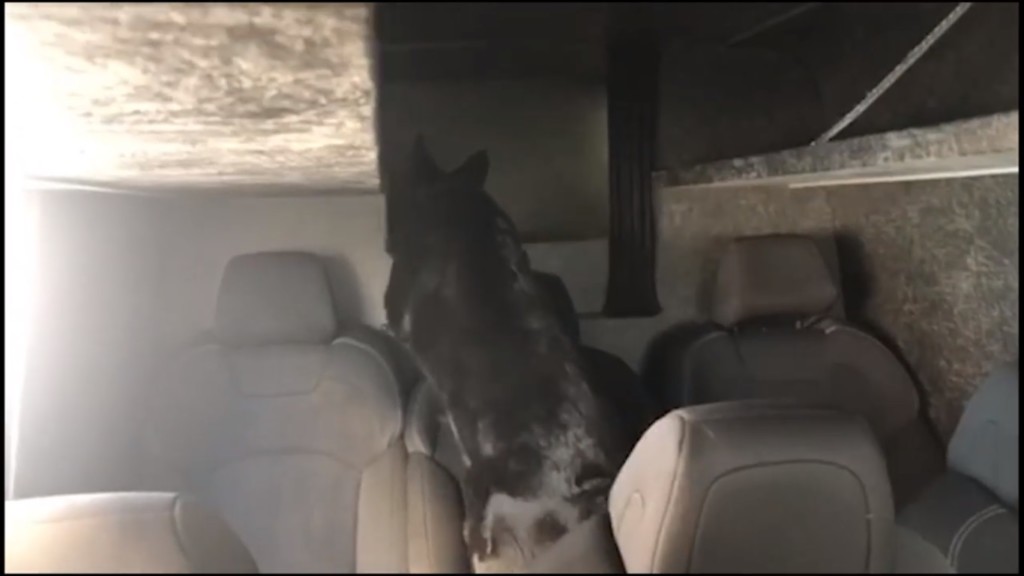 Закарпатці пропустили угорці знайшли: службовий пес виявив контрабанду в мікроавтобусі (ВІДЕО)