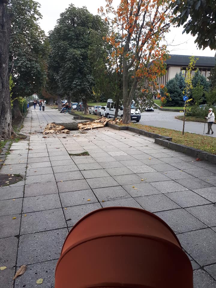 За декілька метрів від дитячого візочка: в Ужгороді впало дерево (ФОТО)