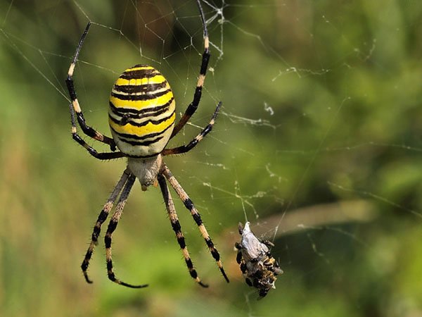 Змінення екосистеми: на Закарпатті з’явився південний отруйний павук