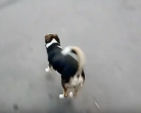 Собака у місті Хуст вдає з себе каліку, щоб  його нагодували (ВІДЕО)