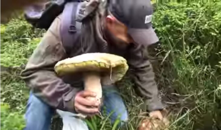 У Карпатах чоловік знайшов велетенський білий гриб (ВІДЕО)